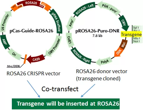 Ge100052 Rosa26 Transgene Knockin Kit