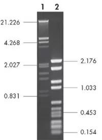 Gel Image Web