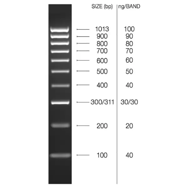 Hyperladder 100bp 550 C