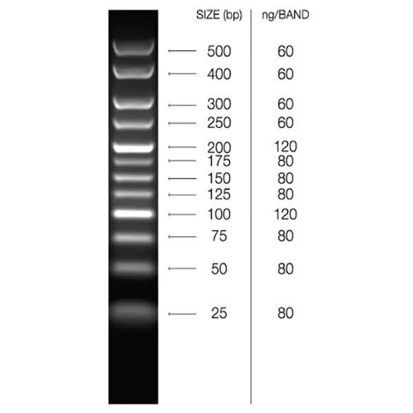 Hyperladder 25bp 550 C 1