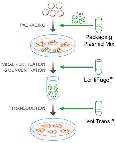 Lentiprep Packaging Procedure 400