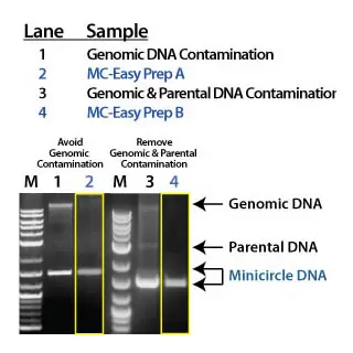 Mceasy Gels2 Optim 320