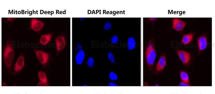 Mitodeepred Fig1