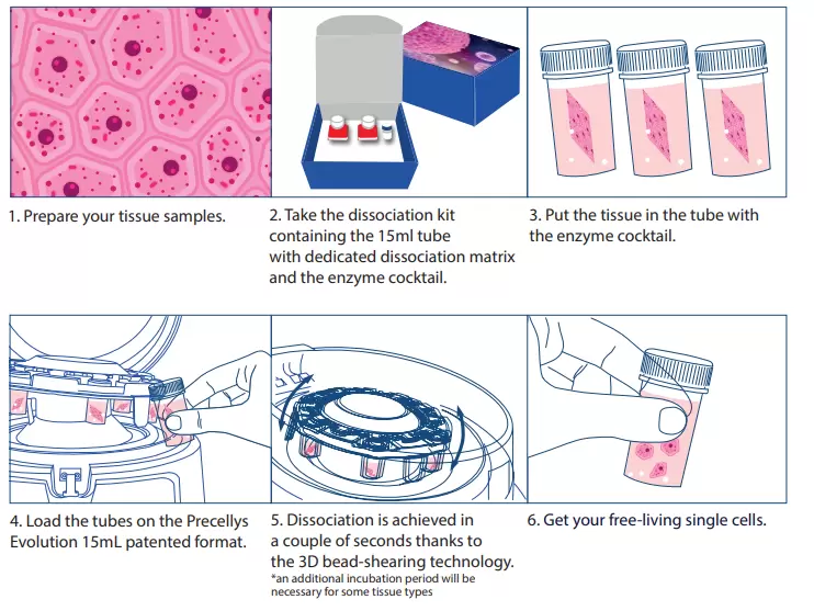 Multi Tissue Dissociation Kit