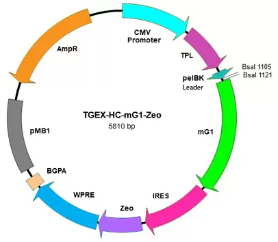 Mx032 Tegx Hc Mg1 Zeo Map