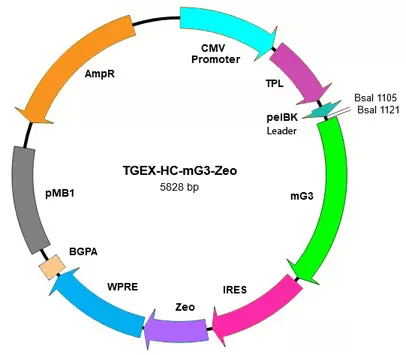 Mx035 Tegx Hc Mg3 Zeo Map