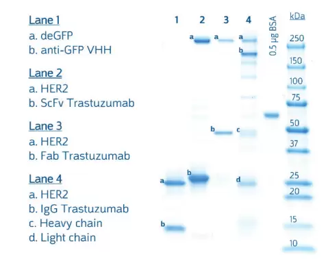 Mytxtl Ds Rapid Antibody Production