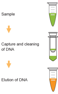 P1006schematic