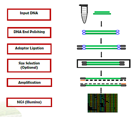 P1053 Schema