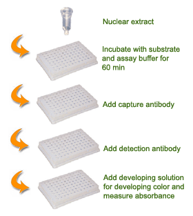 P4007schematic