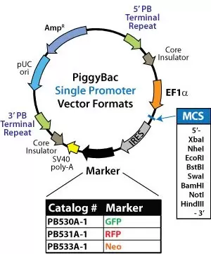 Pb Single promoter vectors