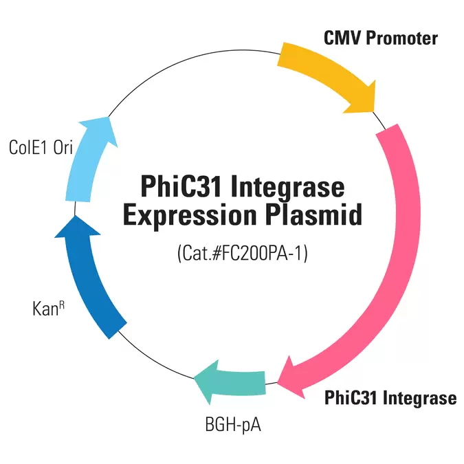 Phic31 Integrase Expression Plasmid 01