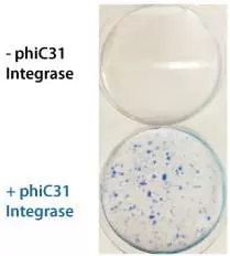 Phic31 Colony Counts Crop1