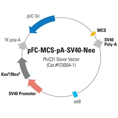 Phic31 Donor Fc500a 400
