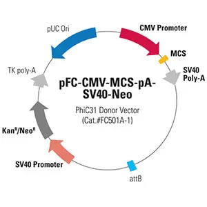 Phic31 Donor Fc501 300
