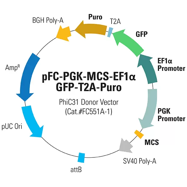 Phic31 Donor Fc551a Updated 180925 01