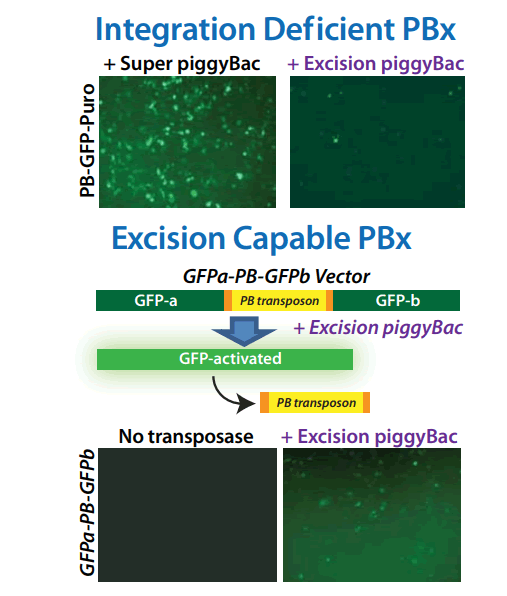 Piggybac Excision Only Product Performance