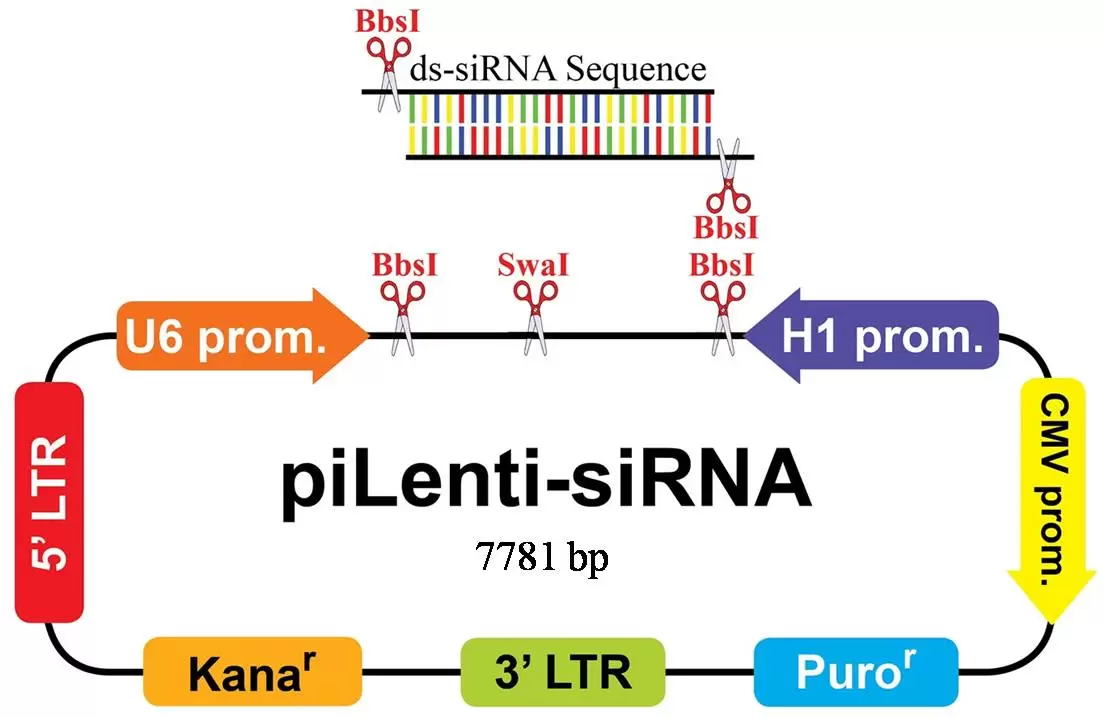 Pilenti Sirna Blank Map