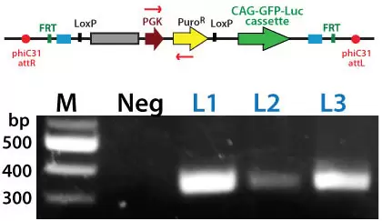 Pinpoint Junction Pcr Data Wo Top