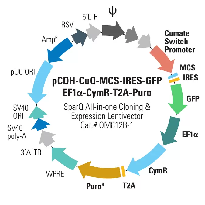 Qm812b 1 Vector Map