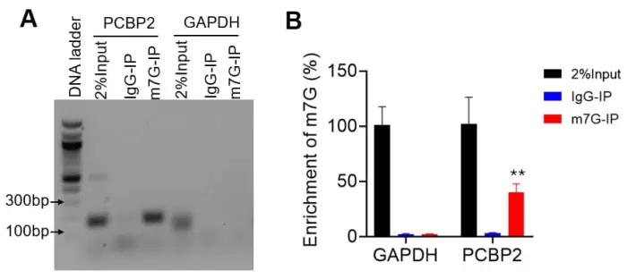 Qmerip M7g Enrichment