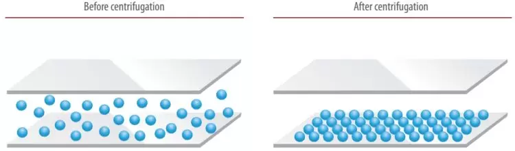 Quantom Uniform Distribution Immobilization