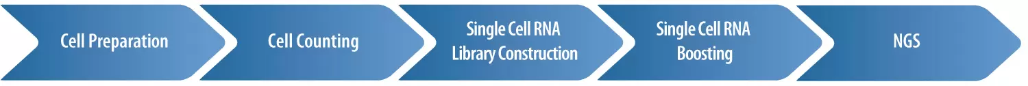 Single Cell Rna Sequencing Workflow Groß