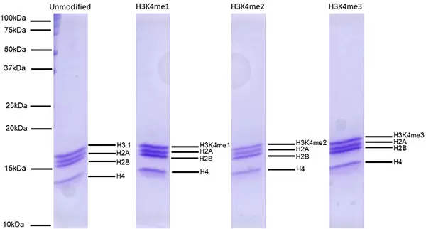 Snap Cutana 19 1002 Protein Gel 600