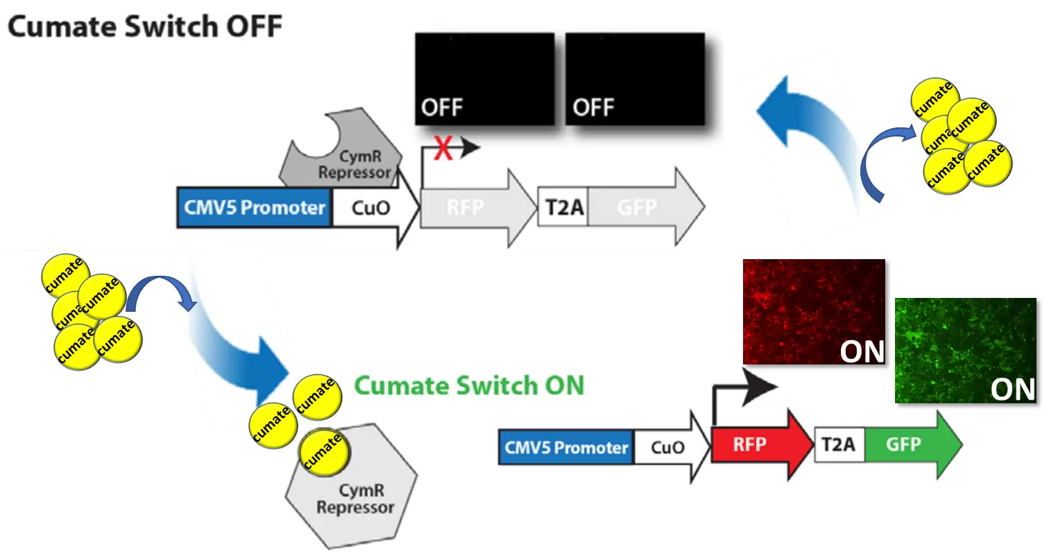 Sparq2 Cumate Switch How It Works Feb2023