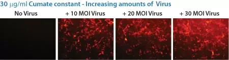 Sparq Virus Titrations F5