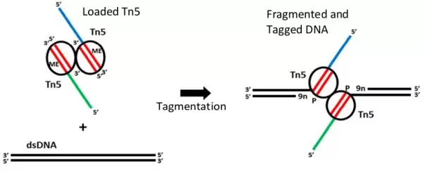 Tagmentation