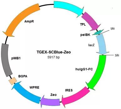 Tegx Scblue Zeo Map