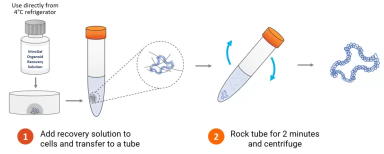 Vitrogel Organoid Recovery Solution Animal Based Ecm Matrigel Protocol Workflow