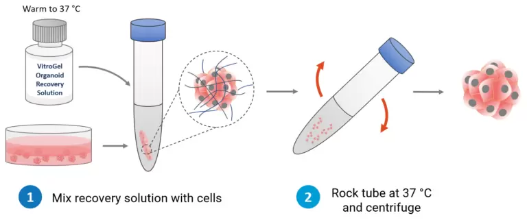 Vitrogel Organoid Recovery Solution Vitrogel Protocol Workflow