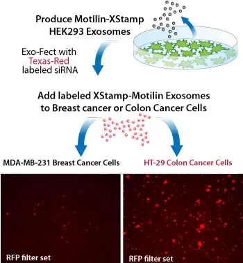 Xstamp Motilin Exosomes To Cells Graphic